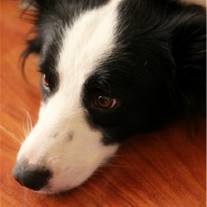 啤酒瓶塞b里视频
